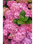 Гортензия широколистная Силки Пинк | Гортензія широколиста Сілкі Пінк | Hydrangea macrophylla Silky Pink